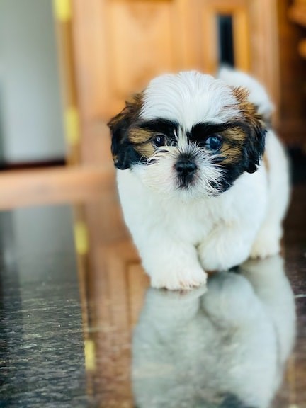 how much do shih tzus weigh full grown