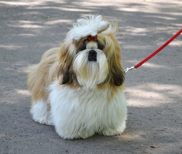 how much should a 3 month old shih tzu weigh