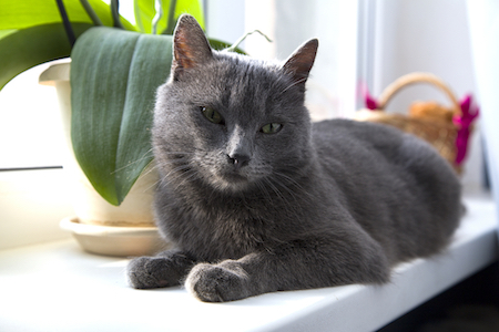 A Russian blue cat lies near flowers.