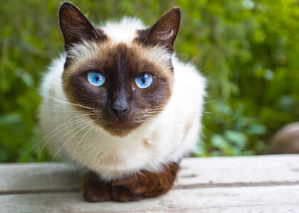 Celebrate National Cat Day: Viewing Cats Through History and Culture!