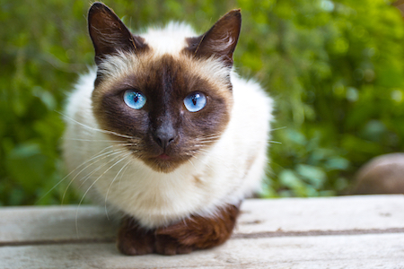 A Siamese cat sits in a table.