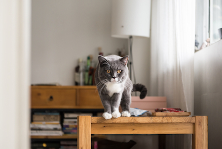 A gray and white cat stands on a table.