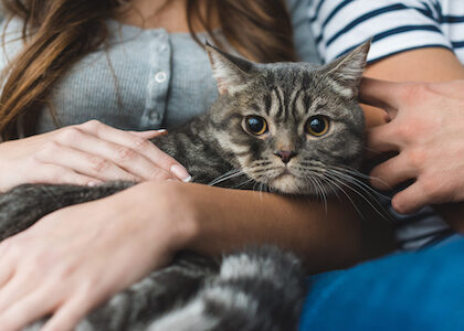 A tabby cat sits in his owner's lap.