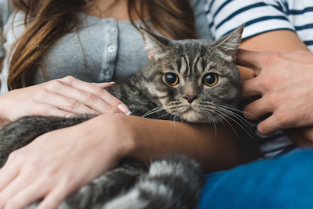 A tabby cat sits in his owner's lap.