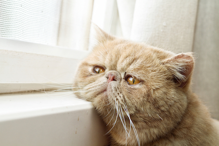 A sad cat looks out the window.