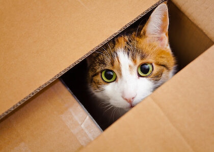 A calico cat peeks out of a box.