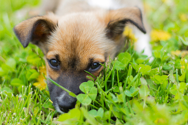A puppy chews some grass.