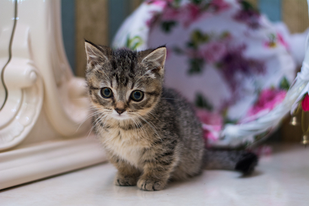 A tabby kitten sits on a blanket.