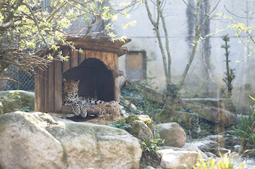 A leopard lounges in a large box in its habitat.