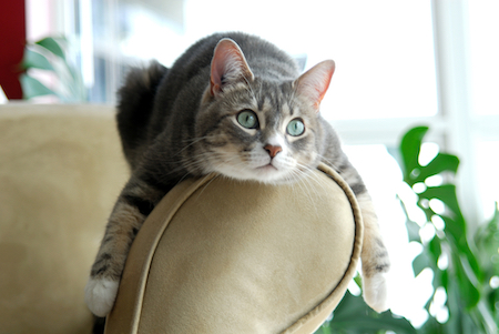 A cat hangs over the back of a chair.