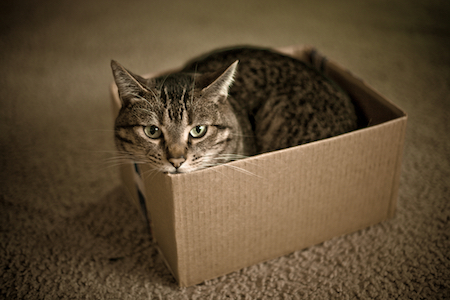 A brown tabby cat sits in a box.