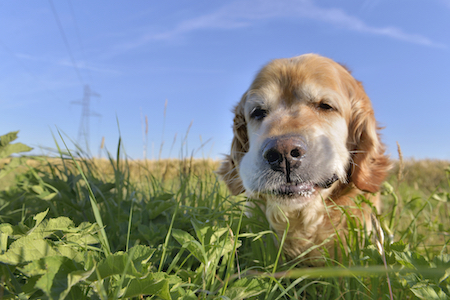 A retriever chews on grass.