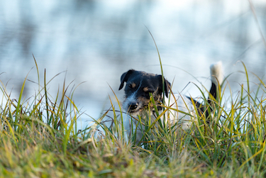 A terrier dog eats blades of grass.