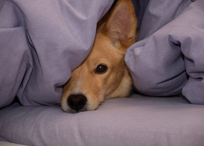 An ill dog hides underneath a comforter.