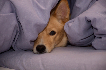 An ill dog hides underneath a comforter.