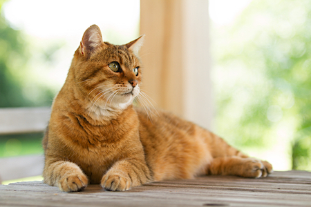 A pretty orange cat lies down on a table.