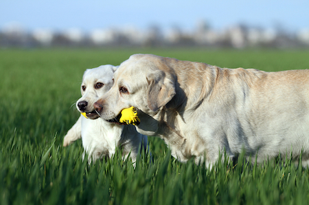 A Labrador retriever and her puppy lounge in the grass.