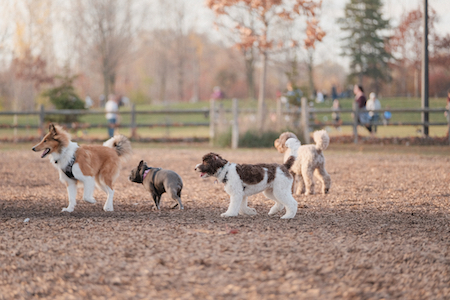 Dogs stand near each other at a dog park.