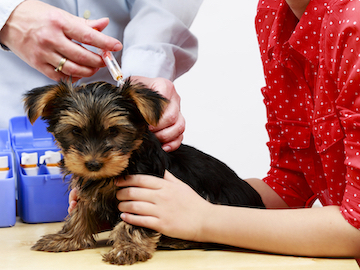 A puppy gets a vaccination.