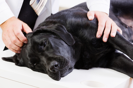 A sick black Labrador Retriever is examined by a veterinarian.
