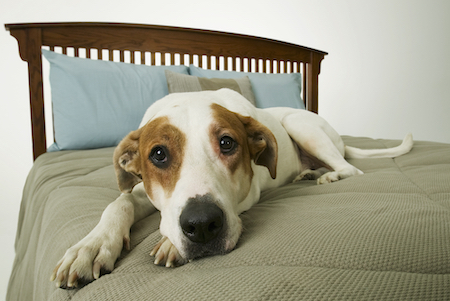 A beagle mix lies on a bed.