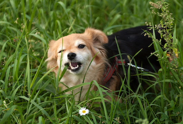 A mixed breed dog eats grass blades.