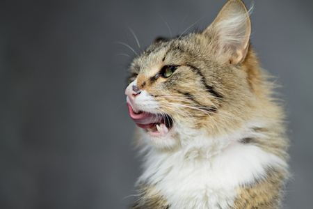 A cat licks its lips.