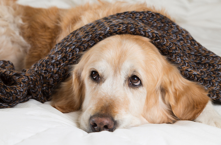 A sick Golden Retriever cuddles under a blanket.