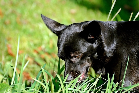 A black dog eats grass.