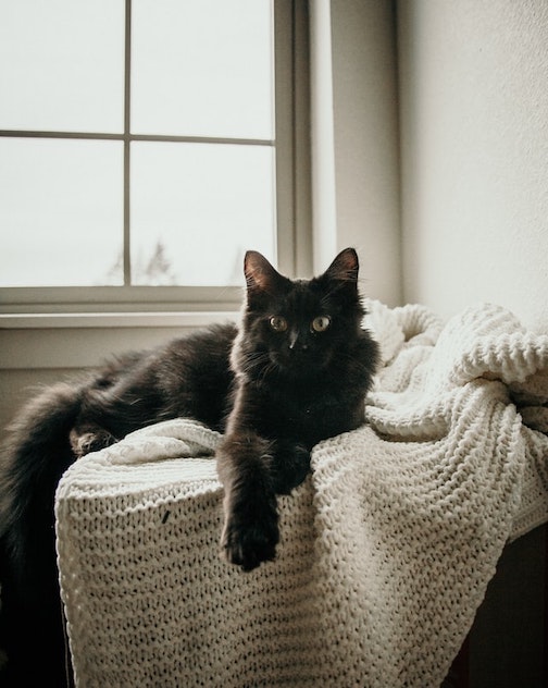 A fluffy black cat lies on a blanket.