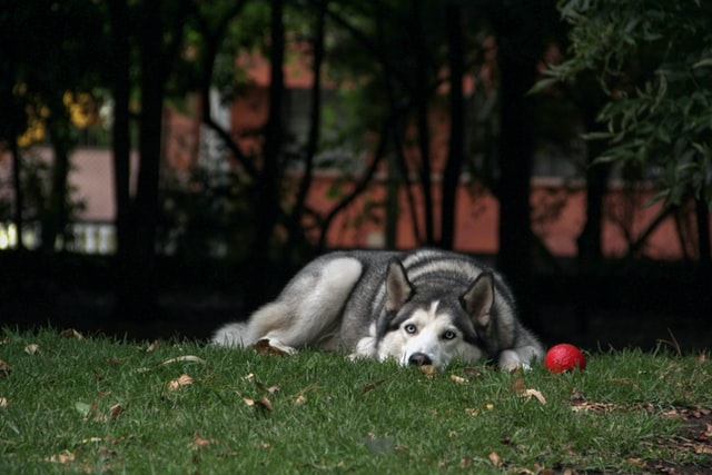A Siberian Husky lies on the grass.