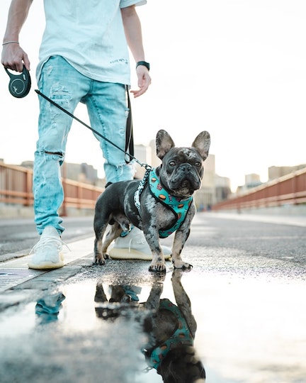 A French Bulldog stands in a puddle of water.