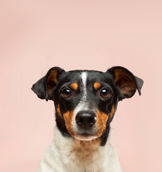 pet-insurance-review