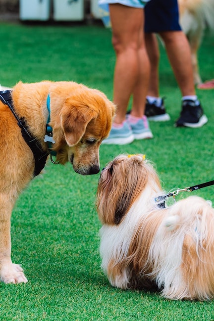 Two dogs sniff noses at a dog park.
