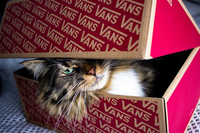 A ragdoll cat lies in a box.
