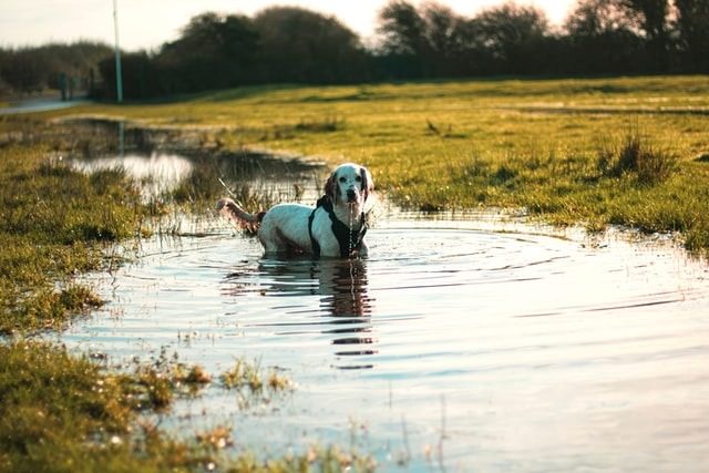 A hound dog stands in a pond.