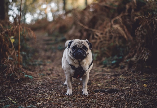 A pug hikes in the woods.