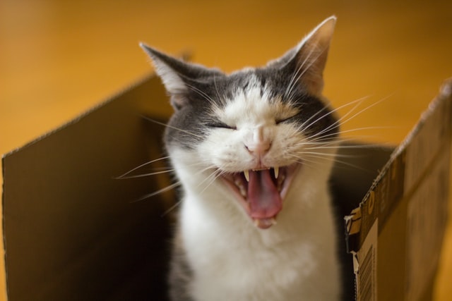 A cat meows while sitting in a box.