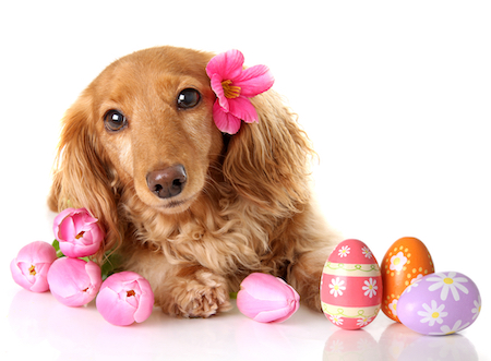 A long-haired Dalmatian sits near some Easter eggs.