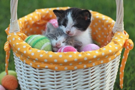 Two kittens sleep in an Easter basket.