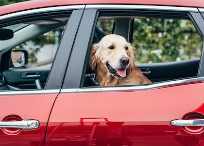 How to Keep Your Dog Safe in Cars: Tips for Pet Owners