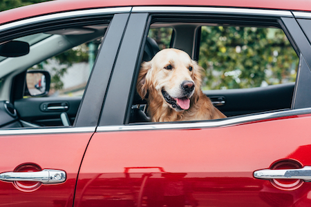 A Golden Retriever sits in the back of a car.