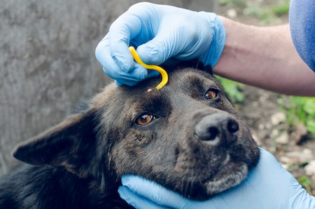 A dog owner removes a tick from her dog's head.