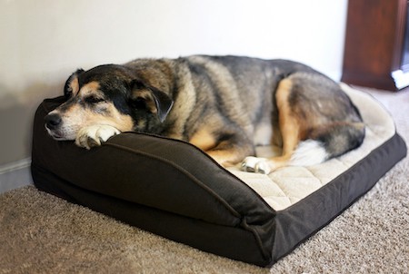 An older dog lounges on his bed.