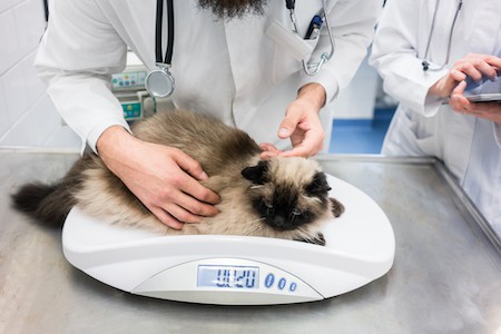 A cat is weighed by a veterinarian.