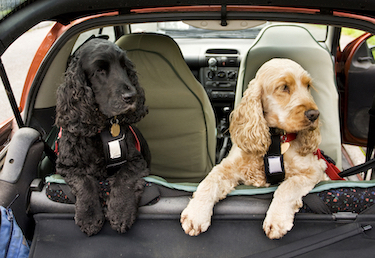 Two spaniels with harnesses in a car.