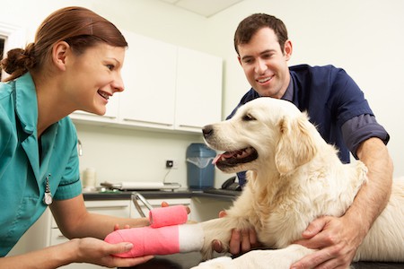 A Retriever is cared for by a vet.