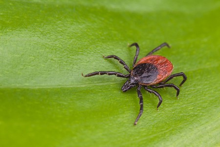 A deer tick on a leaf.