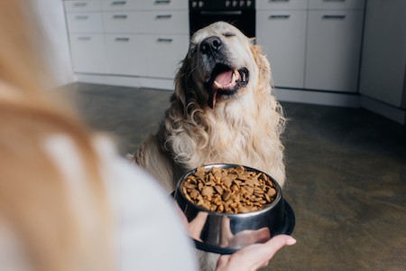 A Golden Retriever waits for his food.