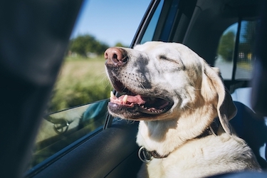 A retriever leans against the door in a car.